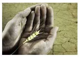 Starved - Suffering or death caused by lack of food.