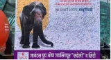 Maharashtra to file petition for elephant madhuri’s return