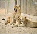 India has set an example in lion conservation  minister