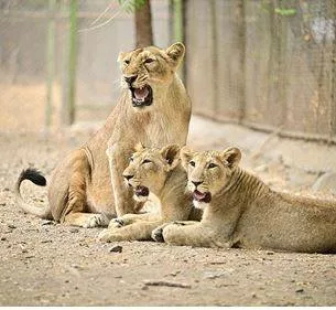 India has set an example in lion conservation  minister