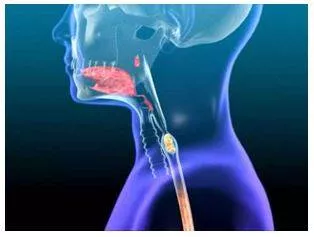 Swallow - Cause or allow (something, especially food or drink) to pass down the throat. (निगलना) 