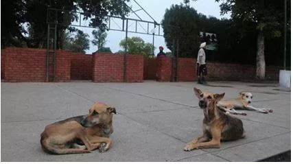 No dedicated shelters  only one abc centre but faridabad civic body confident of managing stray dog population