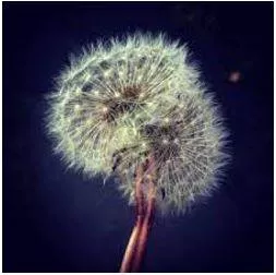 Fragile - Easily broken or damaged. (कमज़ोर)