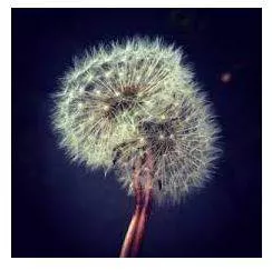 Fragile - Easily broken or damaged. (कमज़ोर)