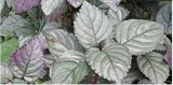 Researchers in kerala tap red ivy plant to develop innovative wound healing pad