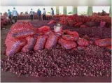 Prices of onions  pulses  cotton hit 3 year low