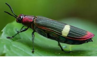 Not just one horned rhino  kaziranga park also harbours a rich variety of insects  spiders