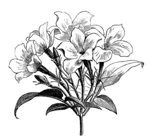 Copious - Abundant in supply or quantity; profuse. (प्रचुर, बहुतायत)
