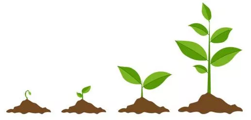 Sprout - To begin to grow; to produce new shoots or buds. (अंकुरित होना/नए अंकुर निकालना)