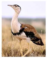 Sc judge imported ideas may not save endangered species