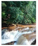 Sc bats for protection of pristine sal forest in jharkhand s saranda