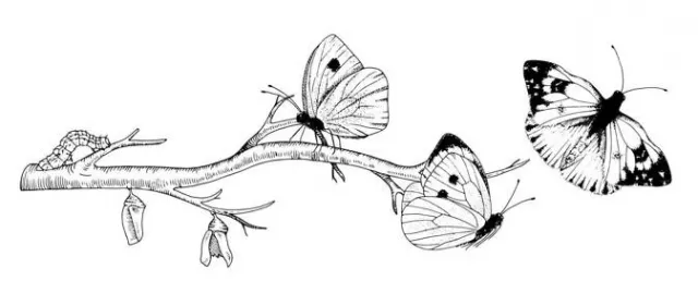 Metamorphosis - A complete change of form, structure, or nature; a profound transformation. (रूपांतरण / कायापलट)