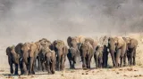 Elephant families are matriarchal inclusive and caring but when environmental scarcity hits everything changes
