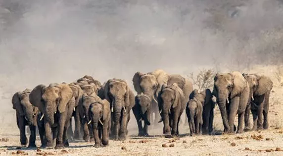 Elephant families are matriarchal inclusive and caring but when environmental scarcity hits everything changes