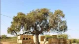Rajasthan govt to impose stricter penalty rules for protection of khejri trees