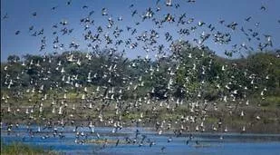Chhattisgarh s kopra reservoir in bilaspur district becomes state s 1st ramsar site