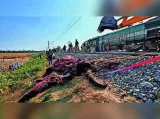 Over half a dozen passenger trains cancelled for three days due to elephant movements in Chakradharpur division
