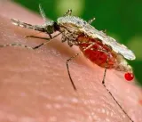 Invasive mosquito species threatens India’s 2030 malaria elimination goal