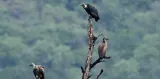 Vulture Safe Zones will be created in Tamil Nadu, State govt. tells Madras HC
