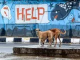 Stray dog killing continues in Telangana villages, toll touches 900, claim activists