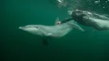 Is there any reason to think dolphins and humans have a special relationship? Sure, but it might not be a friendly one