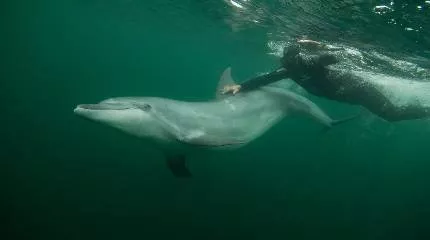 Is there any reason to think dolphins and humans have a special relationship? Sure, but it might not be a friendly one