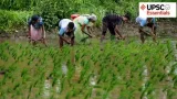 Why India’s rice production surge raises concerns over food security, sustainability