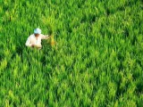 India is the place for large-scale organic production, says Commerce Secretary Rajesh Agrawal