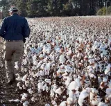 India likely to pursue a U.S. tariff waiver for garments made with American cotton