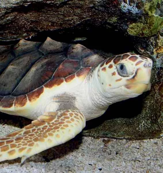 Loggerhead turtles facing threats from climate change