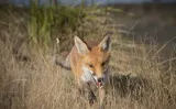 Ecology is pervaded by a nativist dogma against invasive species that distorts the science and undermines wildness