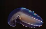 The ctenophore’s brain suggests that, if evolution began again, intelligence would re-emerge because nature repeats itself
