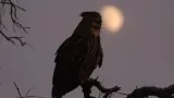 The lunar phases influence all sorts of creatures from corals to eagle owls. Does the Moon tug on human behaviour too?