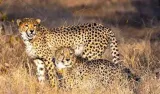 Cheetahs moving from Kuno to Rajasthan showing ‘natural territorial behaviour’: NTCA
