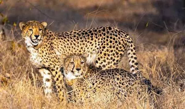 Cheetahs moving from Kuno to Rajasthan showing ‘natural territorial behaviour’: NTCA