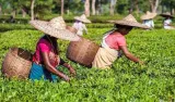 Assam govt. hikes minimum daily wage of tea workers by ₹30 ahead of election