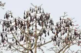 New ‘ecological’ ways to vaccinate bats