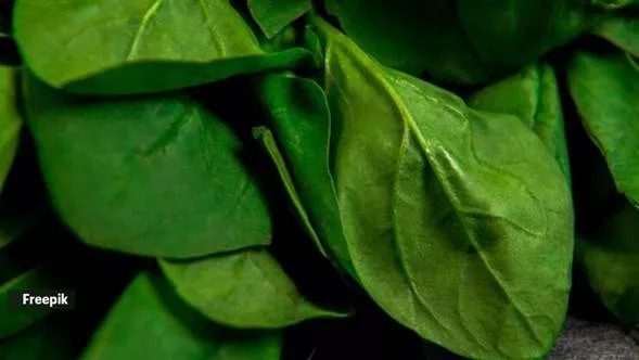 Spinach ‘helps regulate blood sugar levels,’ but experts warn you against having it raw — here’s why