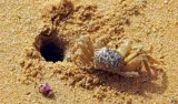 Crab in Silent Valley found displaying both male and female biological traits