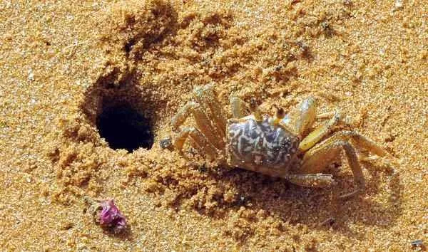 Crab in Silent Valley found displaying both male and female biological traits