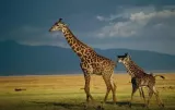 Darwin’s theory that natural selection drives evolution is incomplete without input from evolution’s anti-hero: Lamarck