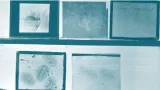 The biologist Victoria Foe discovered a timing device in ‘junk’ DNA that could unlock the evolution of complex life