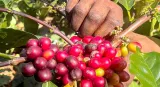 Indian coffee exports hit due to U.S.-Iran war; shipments stranded at sea