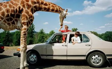 ADHD isn’t merely a dysfunction. It’s best understood as an impulsive motivational drive for novel information