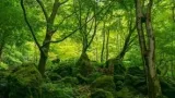 For project in Maharashtra's Gadchiroli, trees set to be planted 1,000 km away — on already forested land