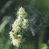 New tool predicts how pollen travels through cities