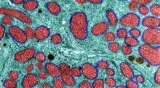 A brain fit for the 21st century is one that understands – and respects – its own bioenergetic foundations