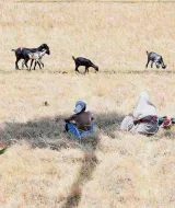 Extreme heat threatens food systems, warn UN agencies