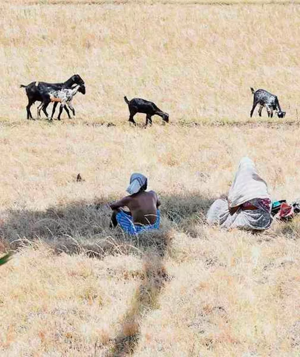 Extreme heat threatens food systems, warn UN agencies