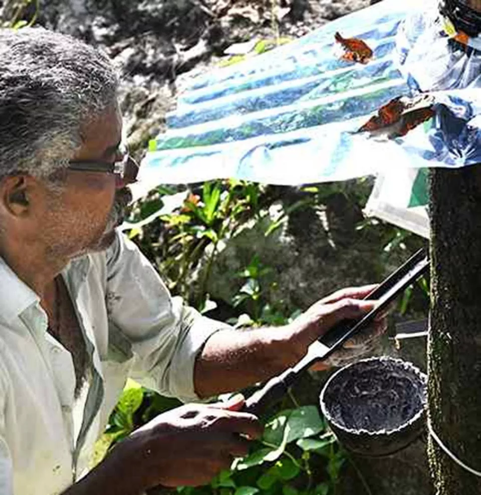 Growers seek status quo on import duty on natural rubber